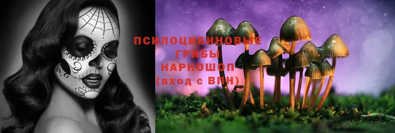 MEGA как зайти  Вязьма  Псилоцибиновые грибы Cubensis 